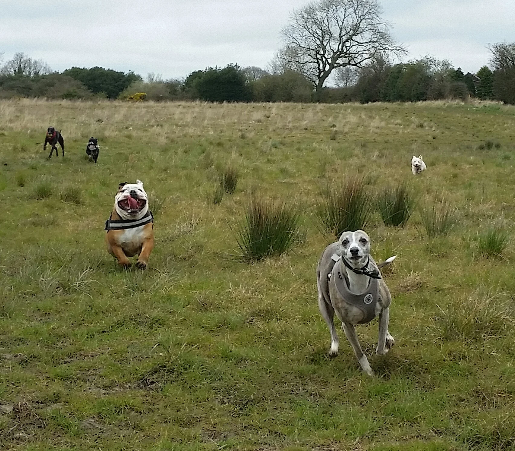 Jazz, Jet, Wilson, Oscar and Eila enjoying a run in the fields.