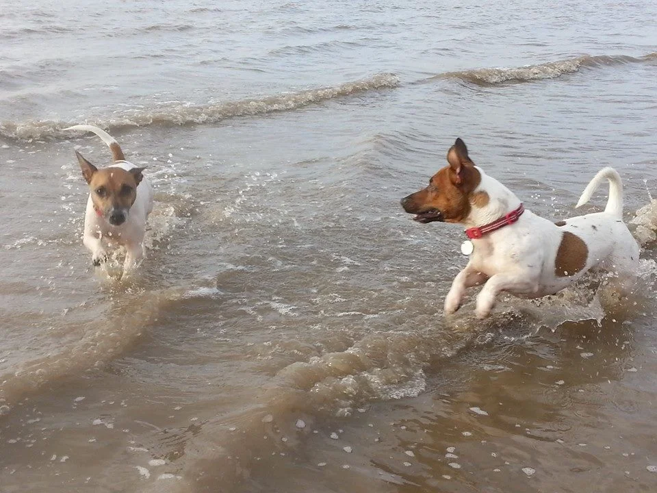 Burt and Ernie enjoying themselves at the beach.