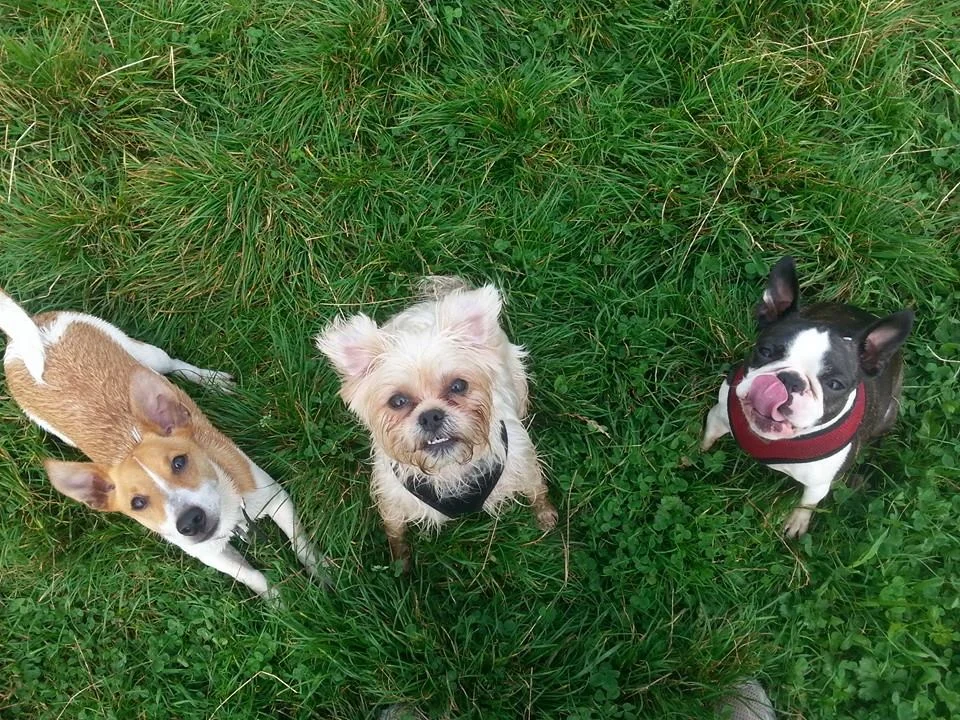 Sam, Molly and Willow smiling for the camera!