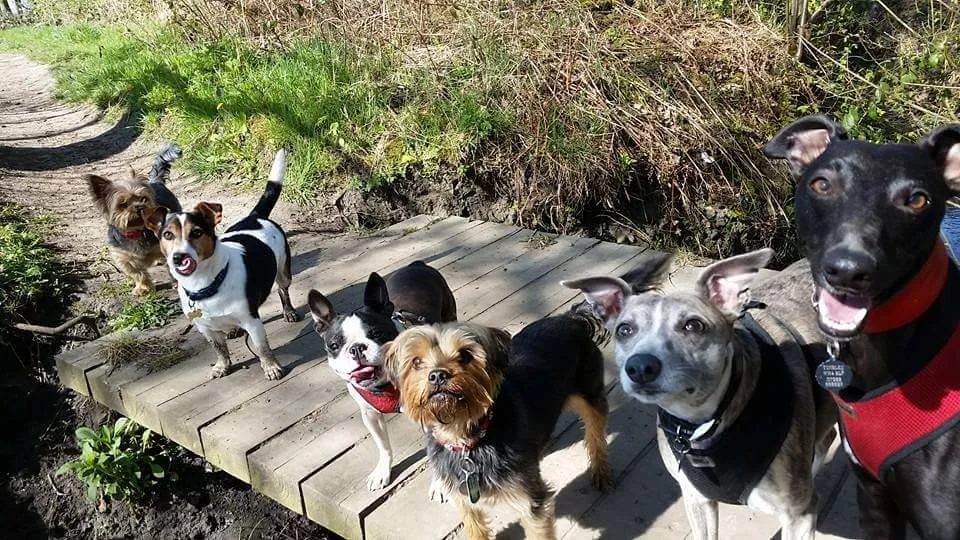 Pepe Seamus Willow Max Jazz Jet.jpg