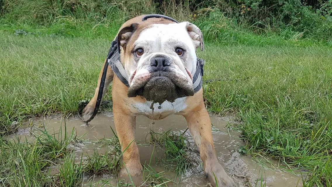 26172975_10155371316188931_6621210325195564781_o (1).jpg