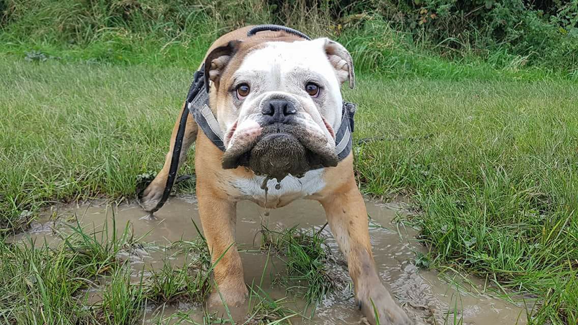 26172975_10155371316188931_6621210325195564781_o (1).jpg