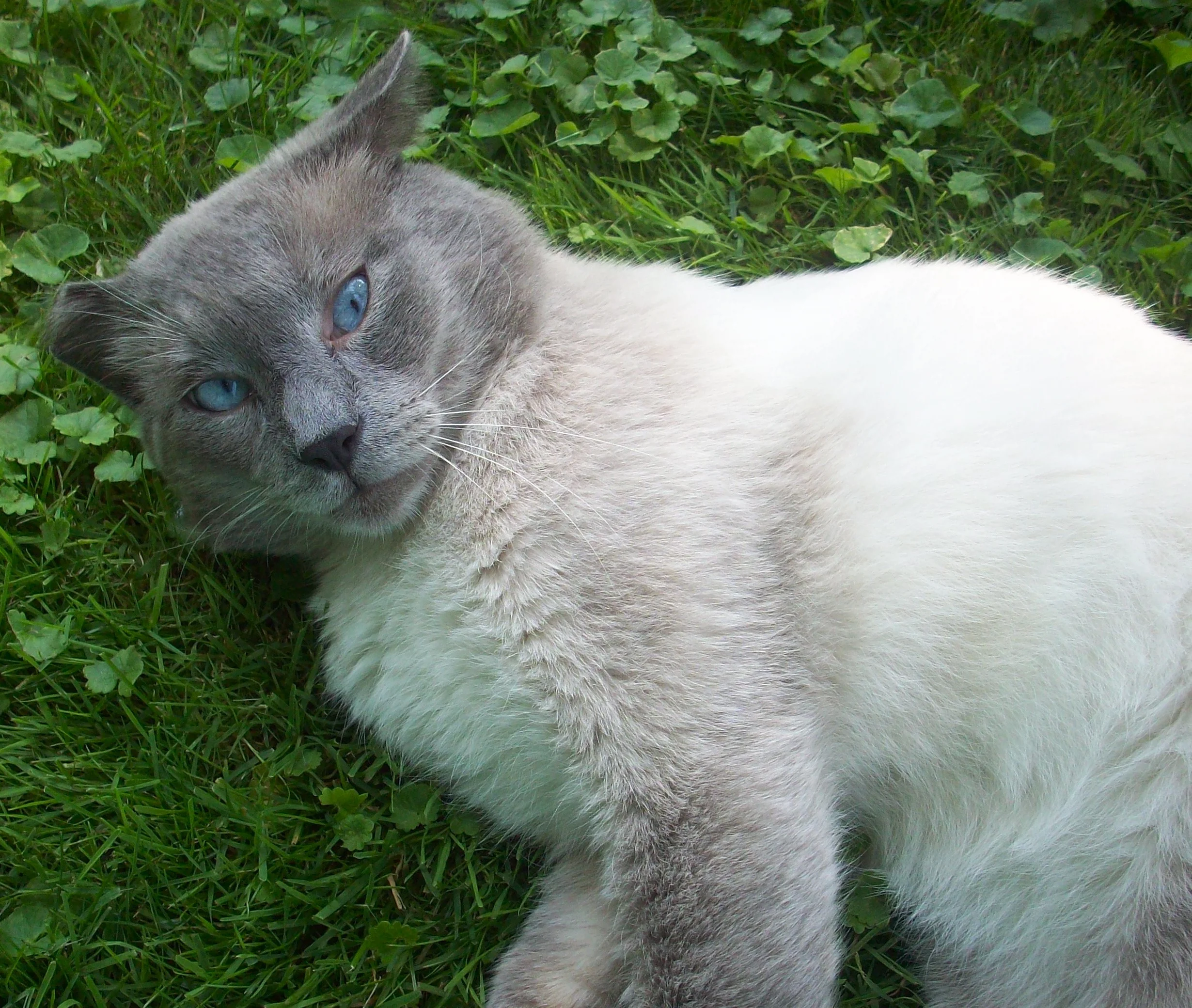 Fix Your Feline Works with Dunkirk Animal Clinic for Spay/Neutering