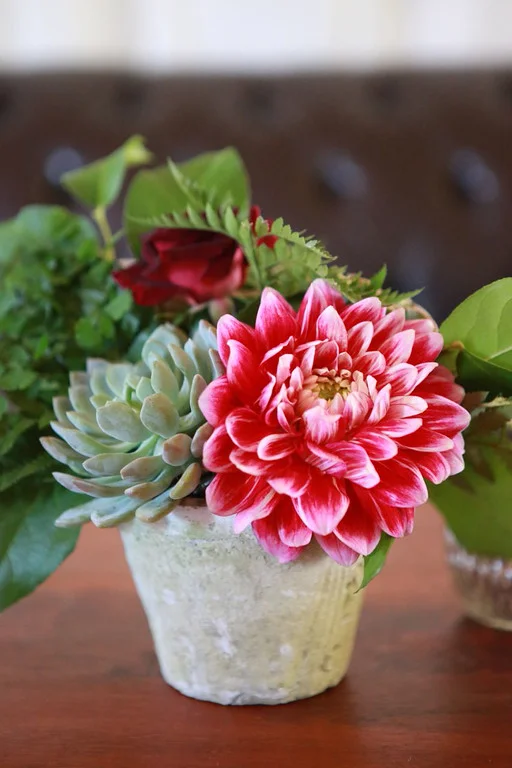 UMG dahlia and succulent.jpg