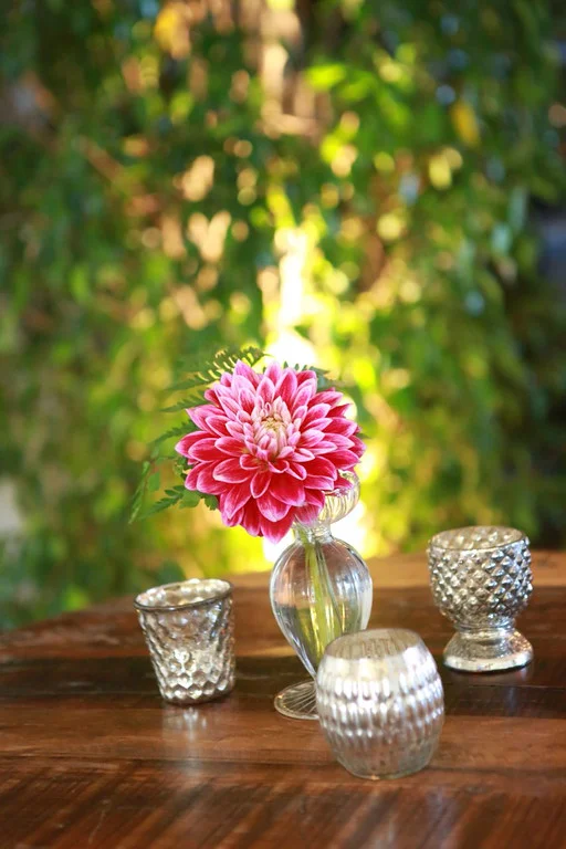 UMG Dahlias .jpg