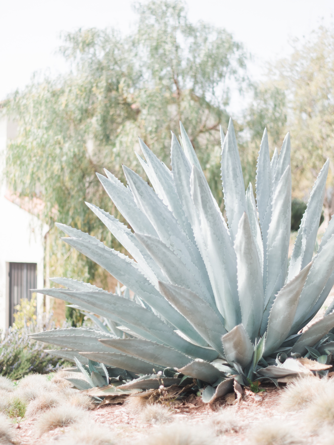 Only Love - Cactus.jpg