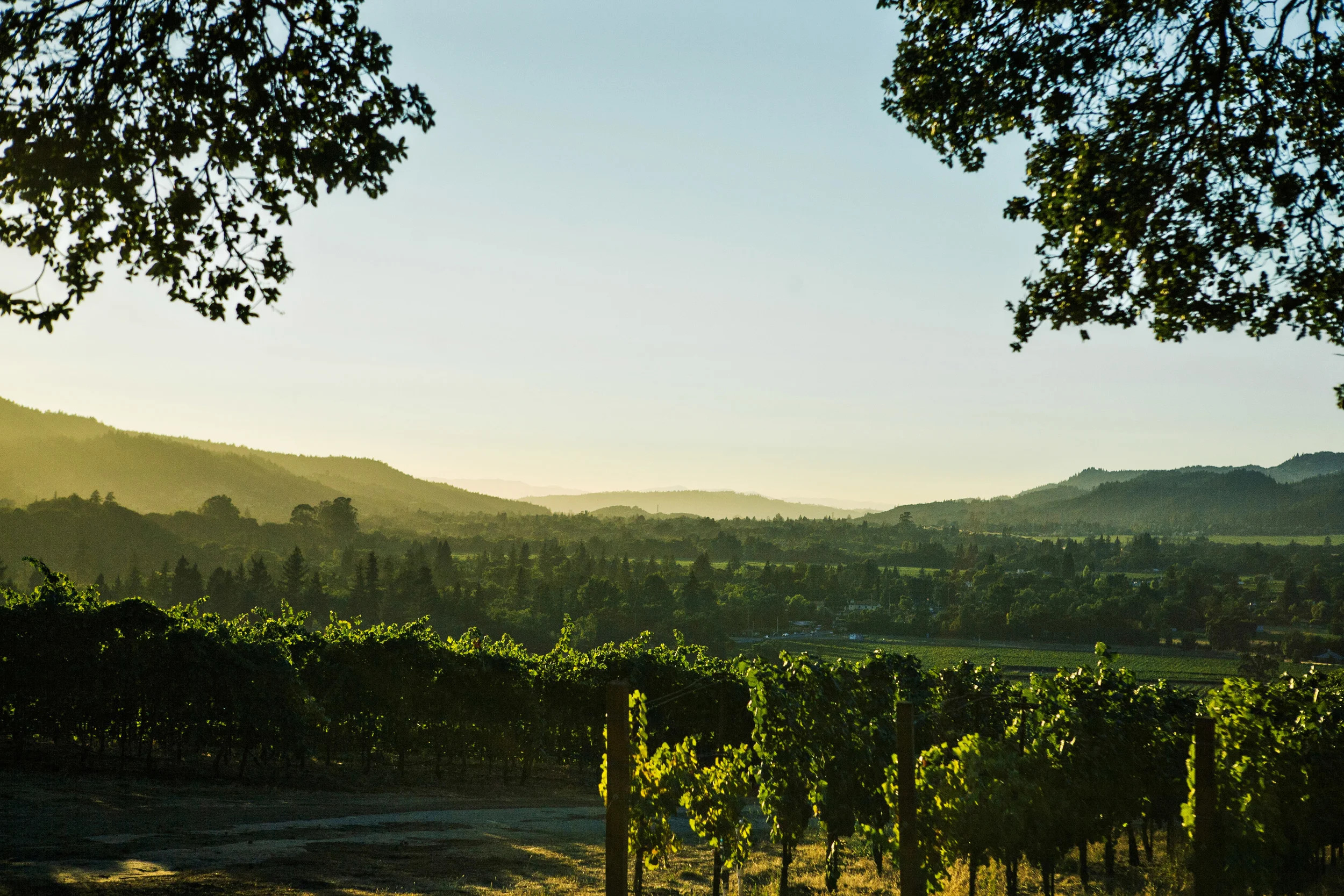N Napa Backdrop.jpg