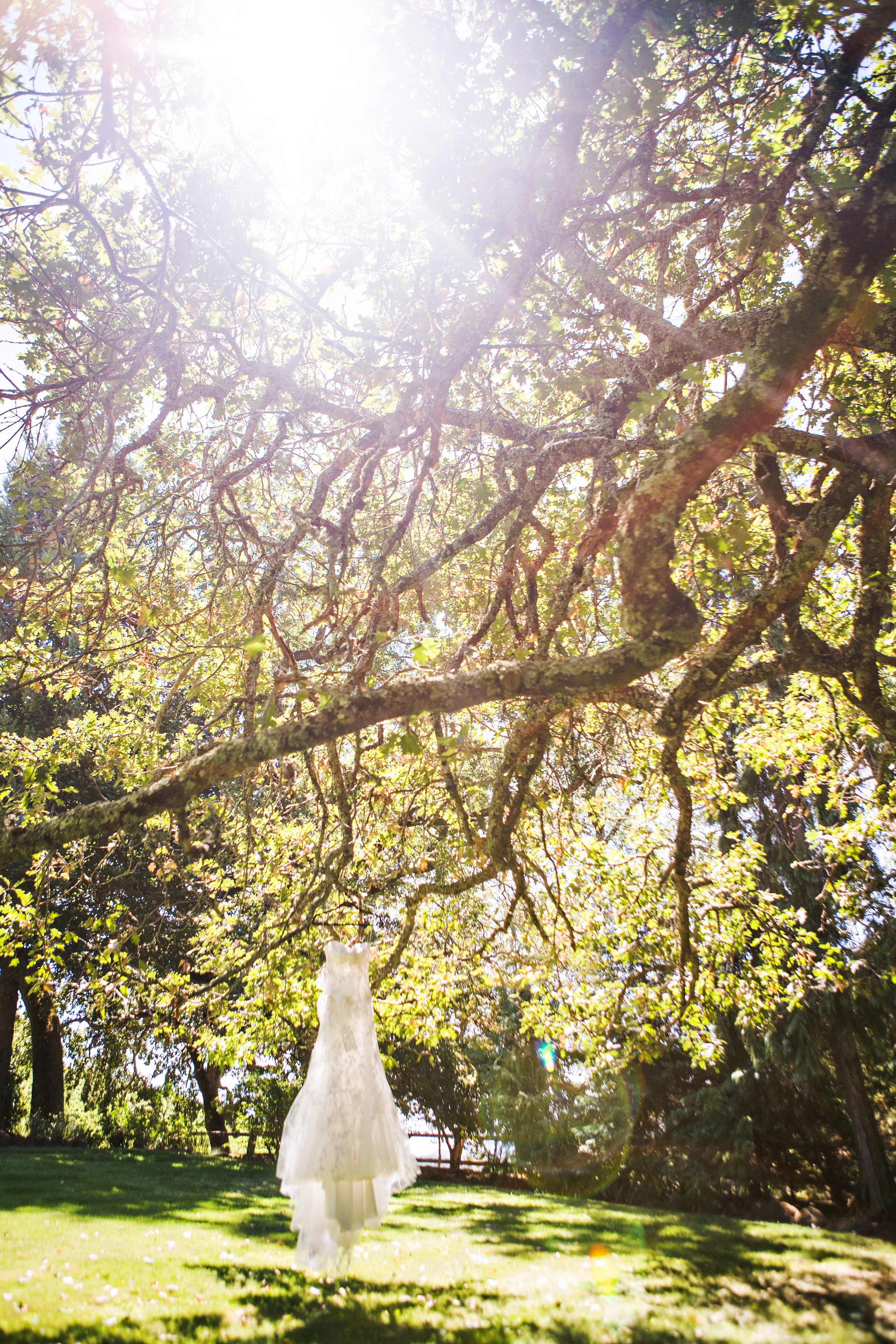 N Wedding dress in trees sonoma wedding .jpg