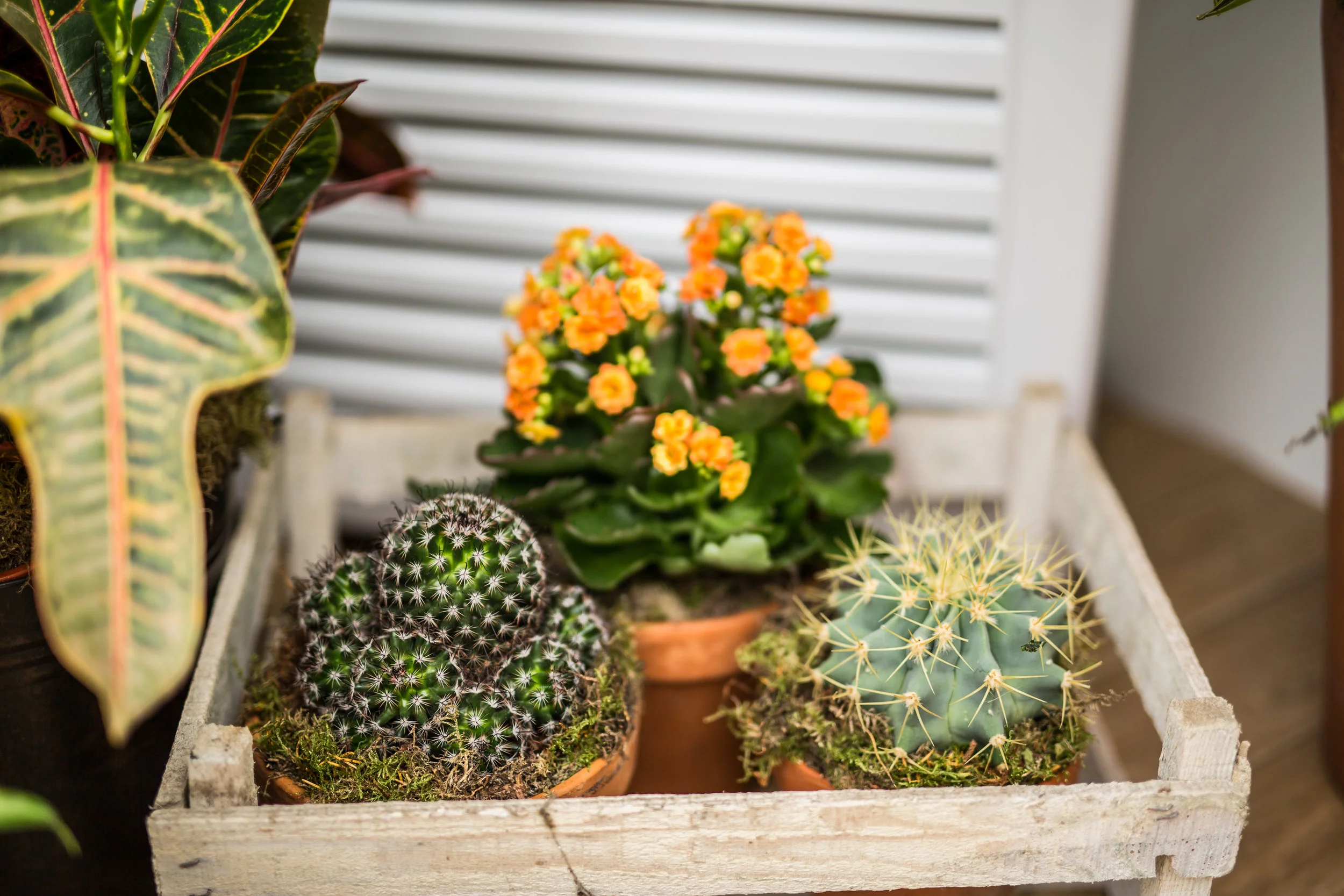 025 Cafe Cactus.jpg