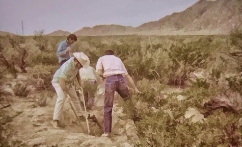 Researchers dig to uncover the root systems of a desert shrub. It turned out to be a very difficult task.