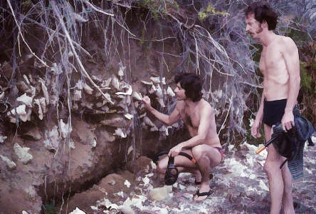 Examining the rubble in the cliff above a vast seagrass flat in st croix, us virgin islands, with dr. peter mcroy.