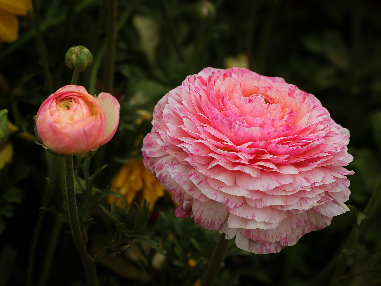 ranunculus at the flower fields in carlsbad, california