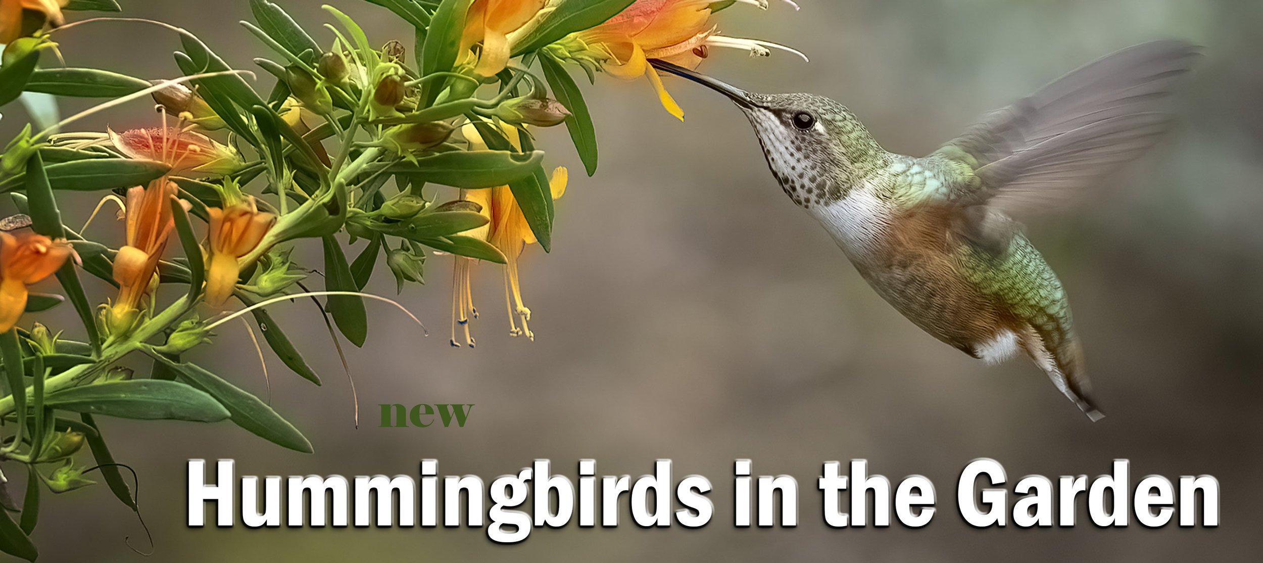 Hummingbirds in the Garden