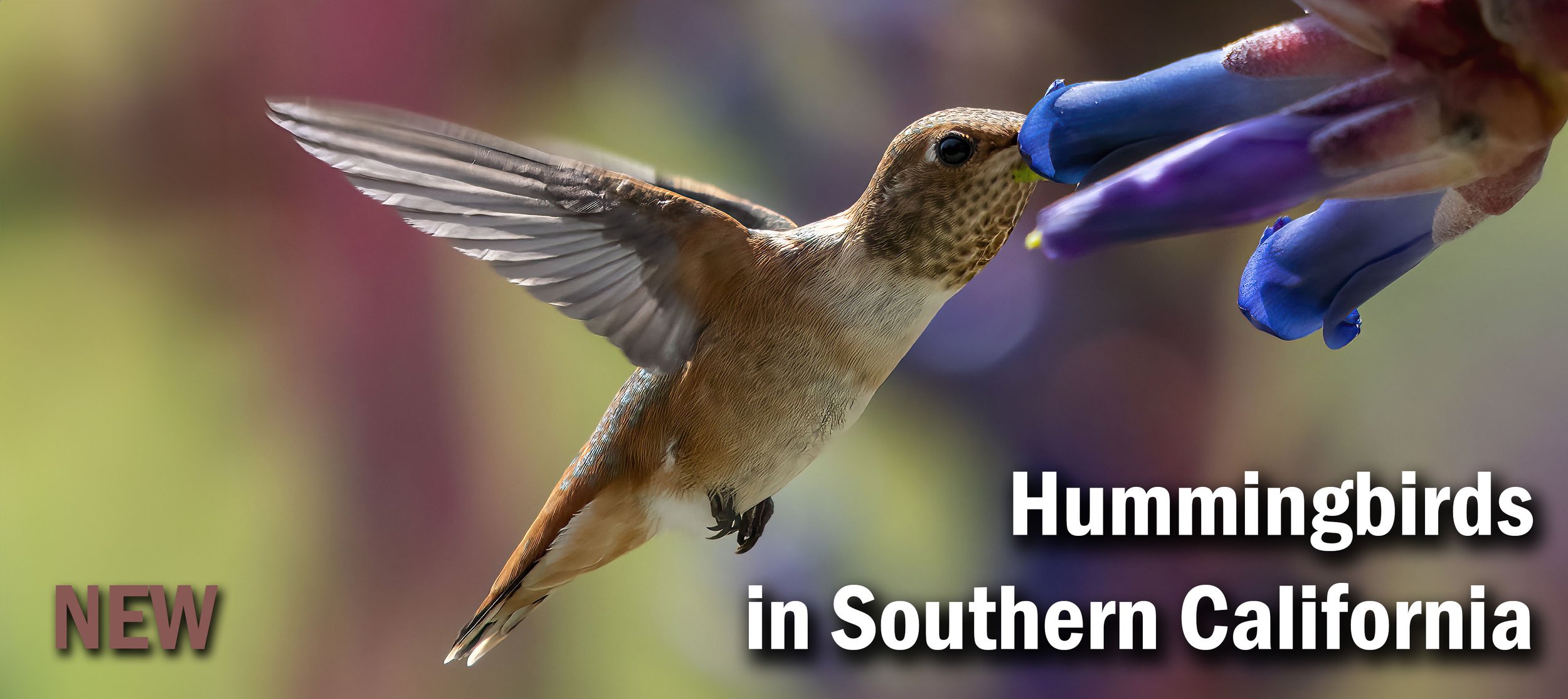 Hummingbirds in Southern California
