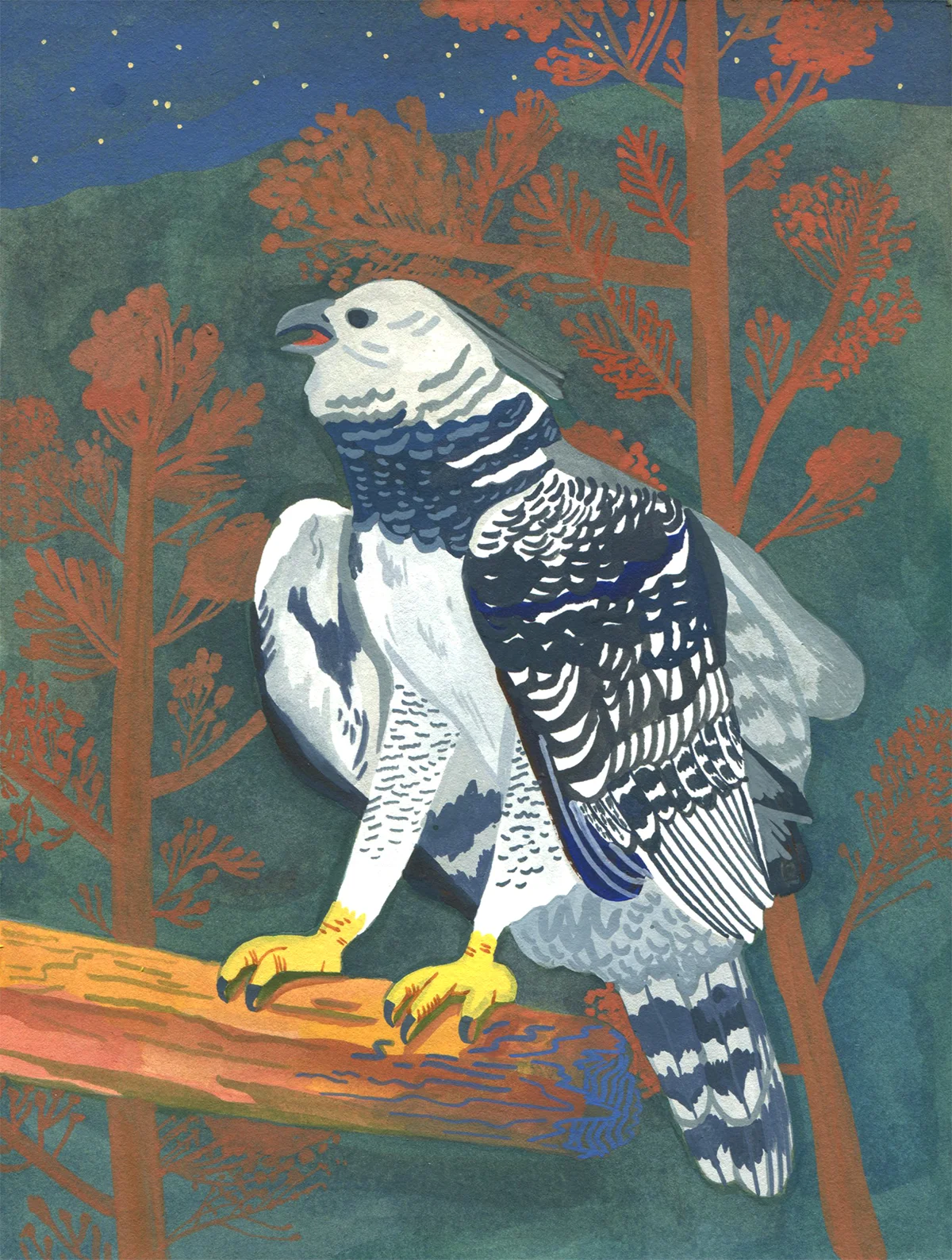 Harpy Eagle