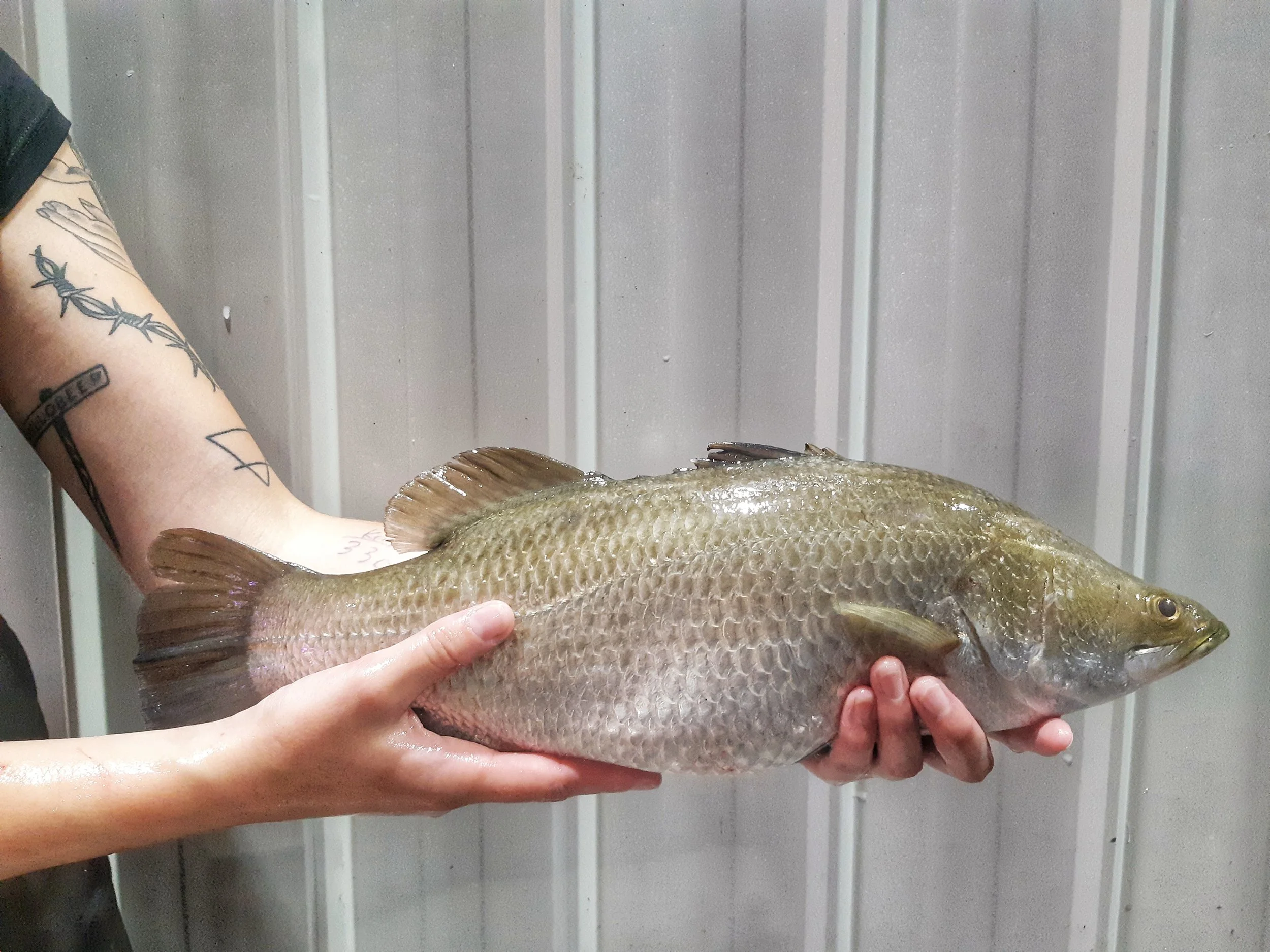DEEPWATER SEA BASS Firm, pearl-coloured flesh. Delivered whole, on ice. Found on the menu at Modern Steak , The Derrick , and Chateau Lake Louise .