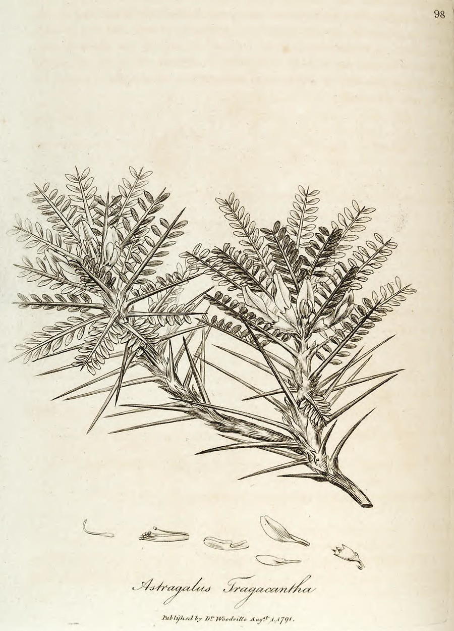 woodv-1792-098-astragalus-tragacantha.jpg