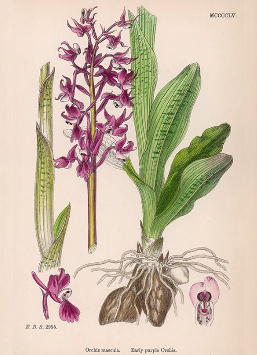 orchis mascula2.JPG