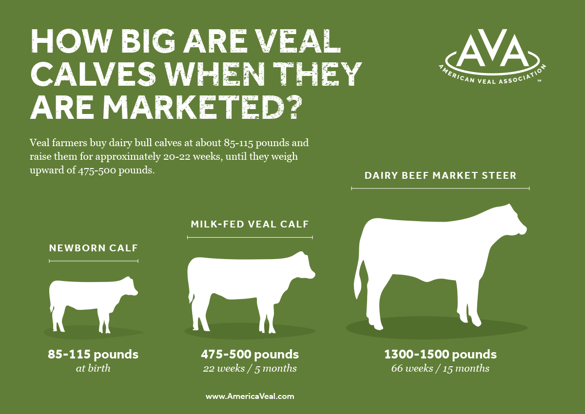 Animal Care & Housing — American Veal Association