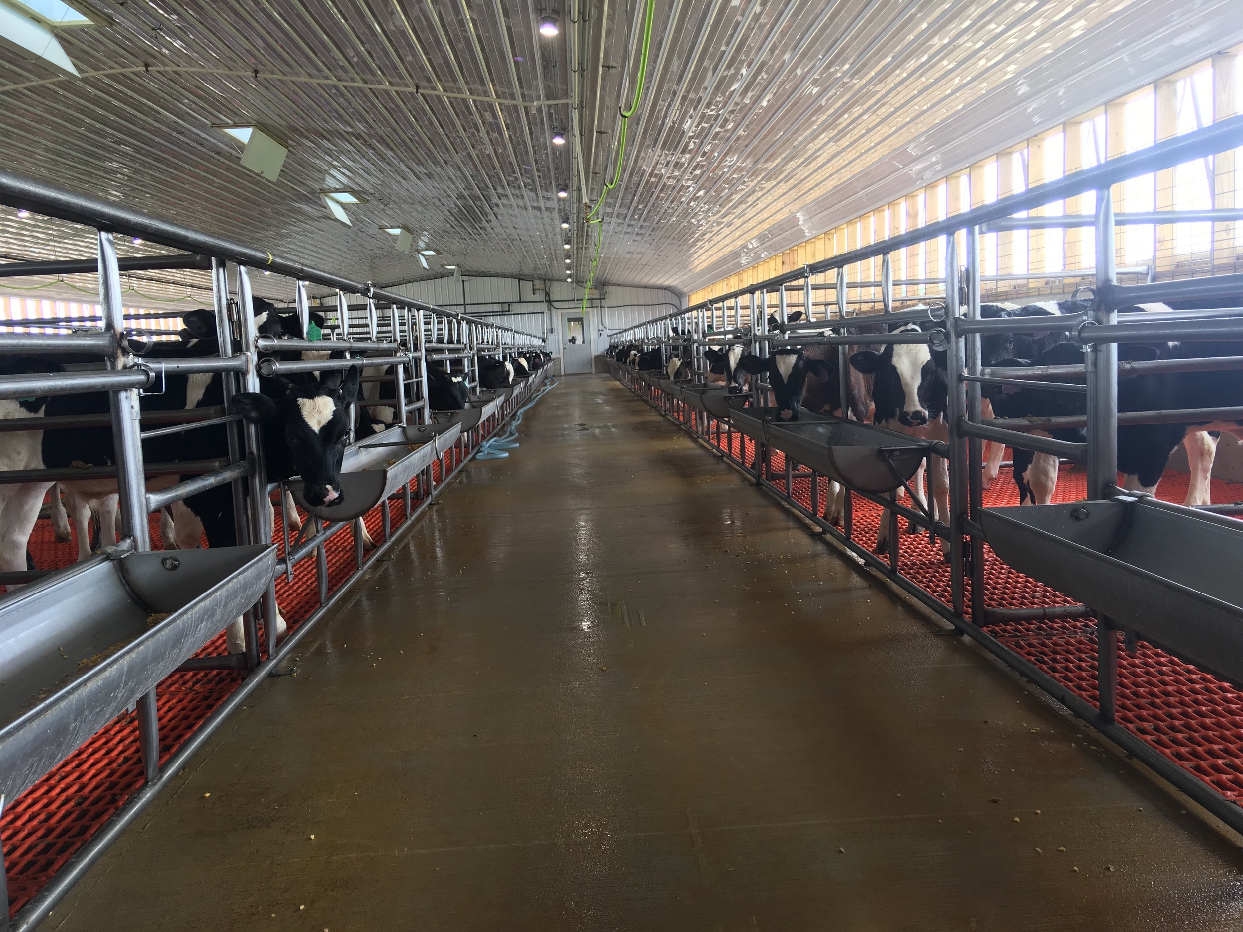 Animal Care & Housing — American Veal Association