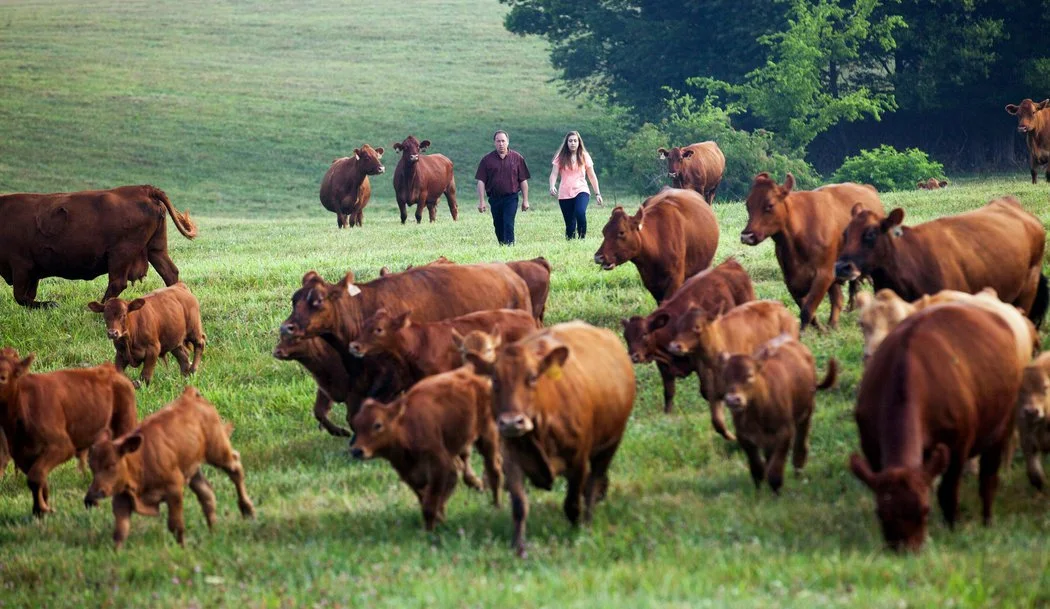 nytimes veal.jpg
