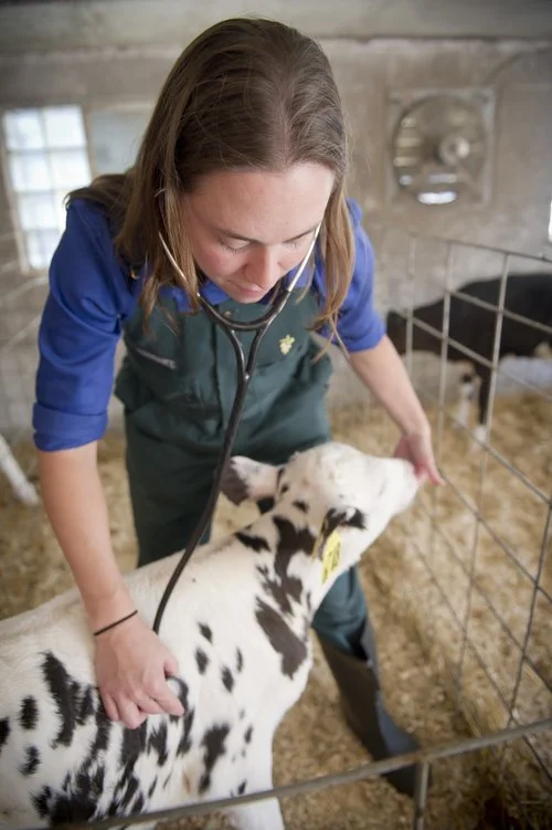 vet with calf.jpg