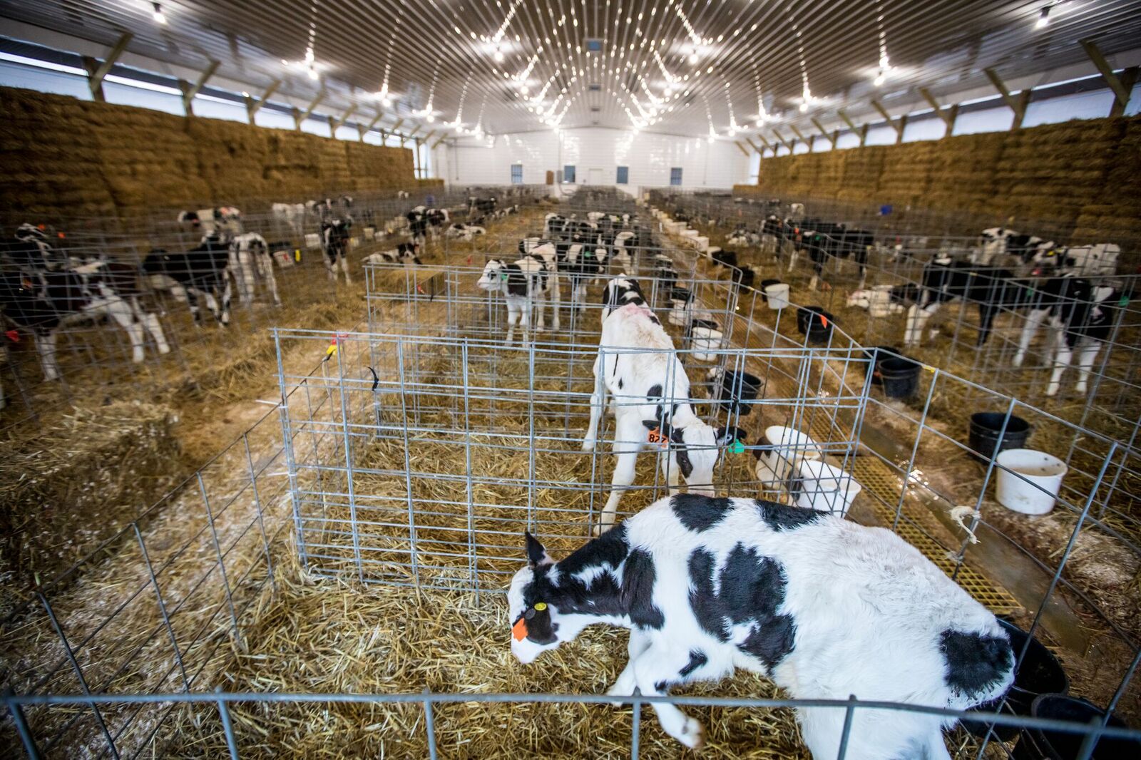 veal photo.jpeg