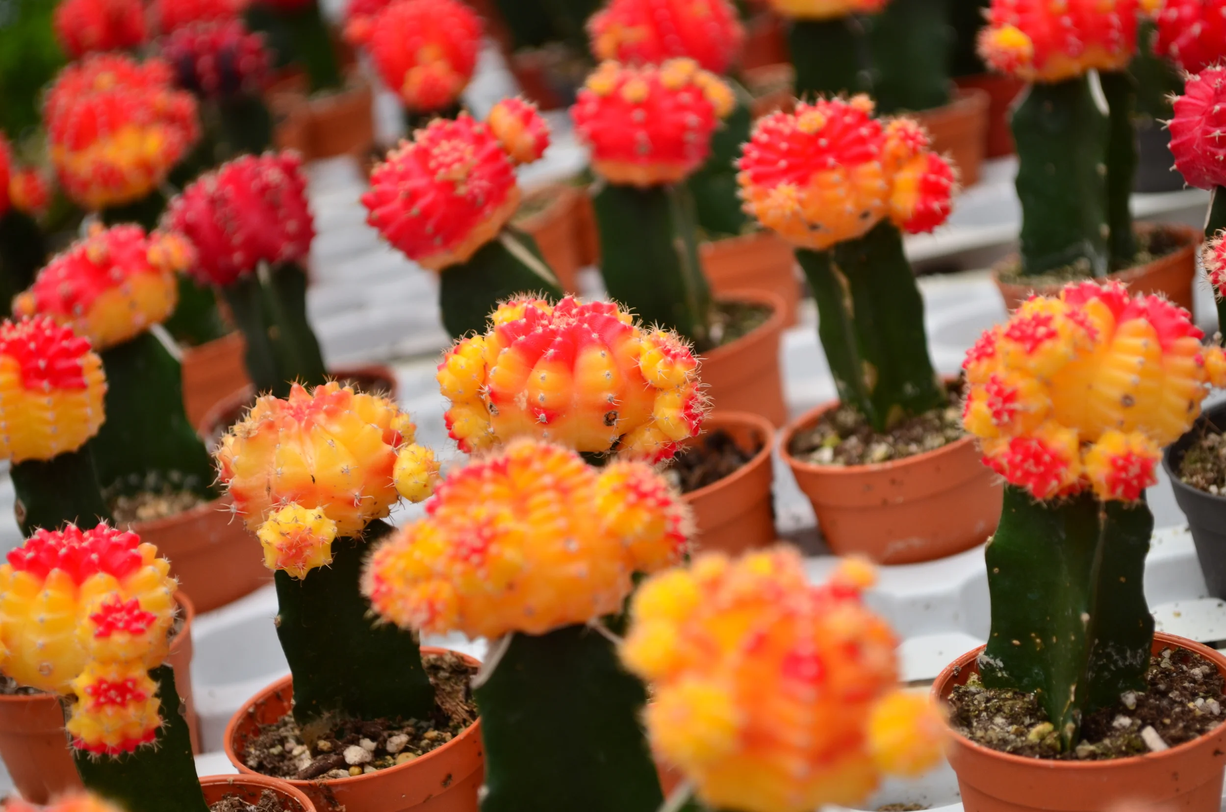 Cacti in Malaysia