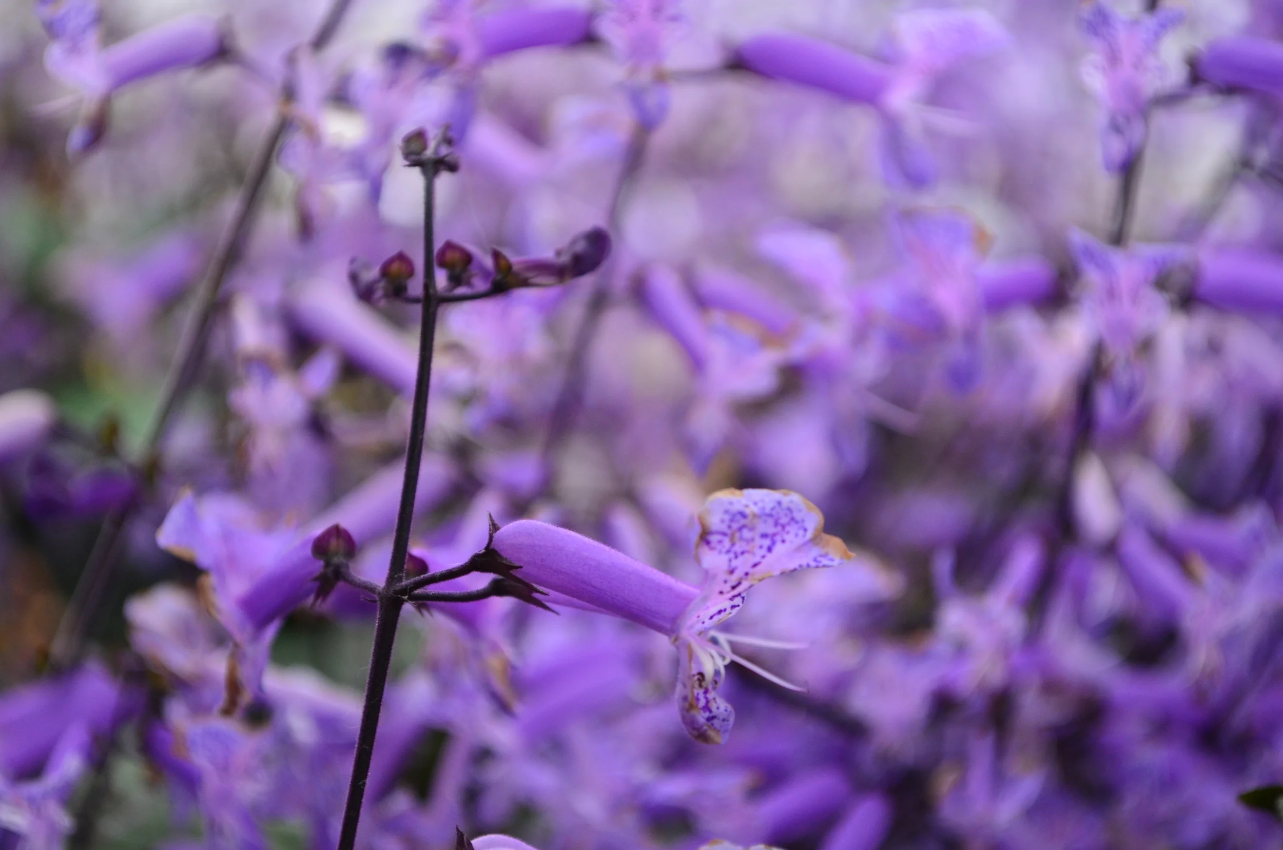 Flowers in Malaysia