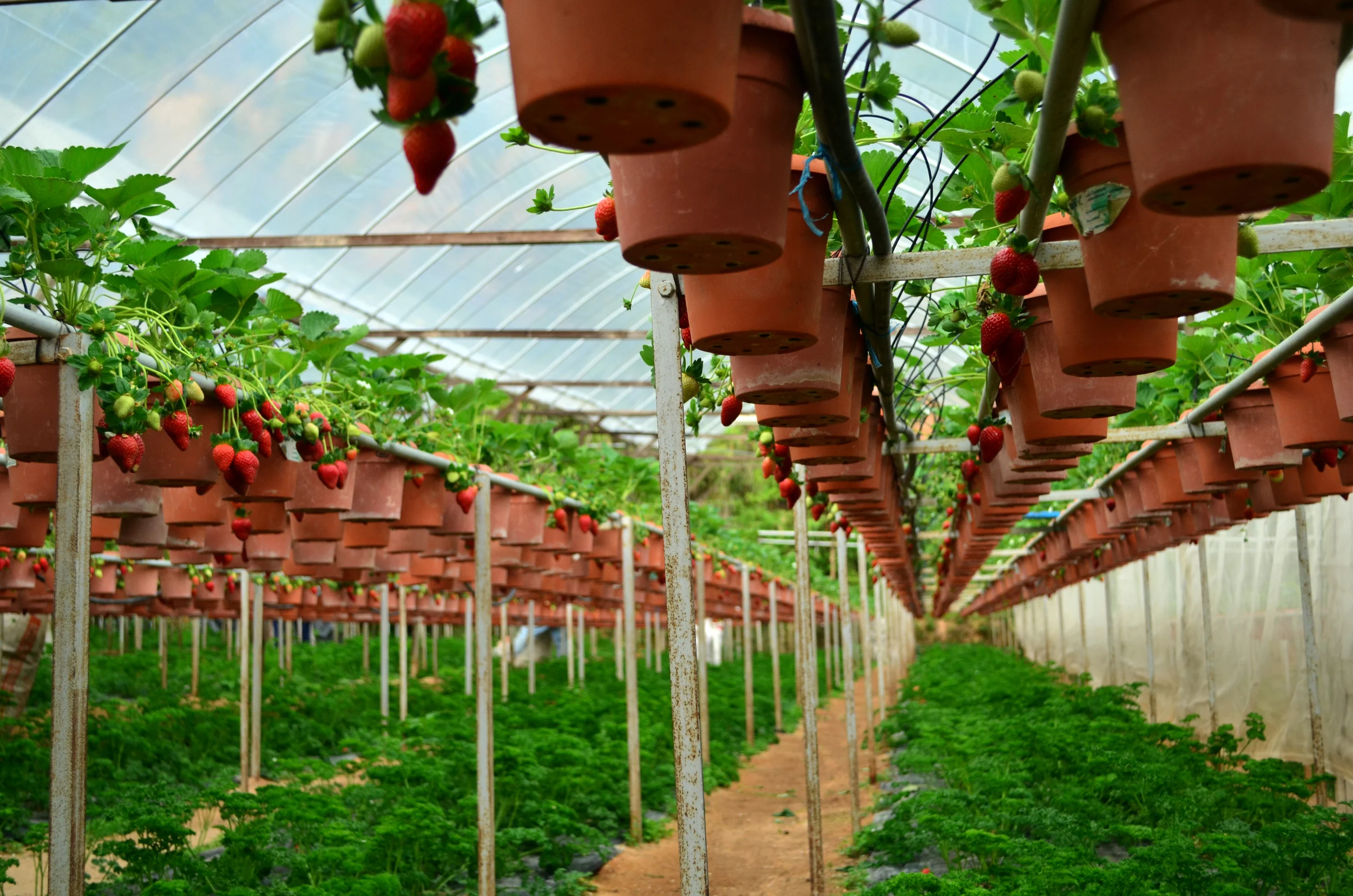 Strawberry plants in Malaysia