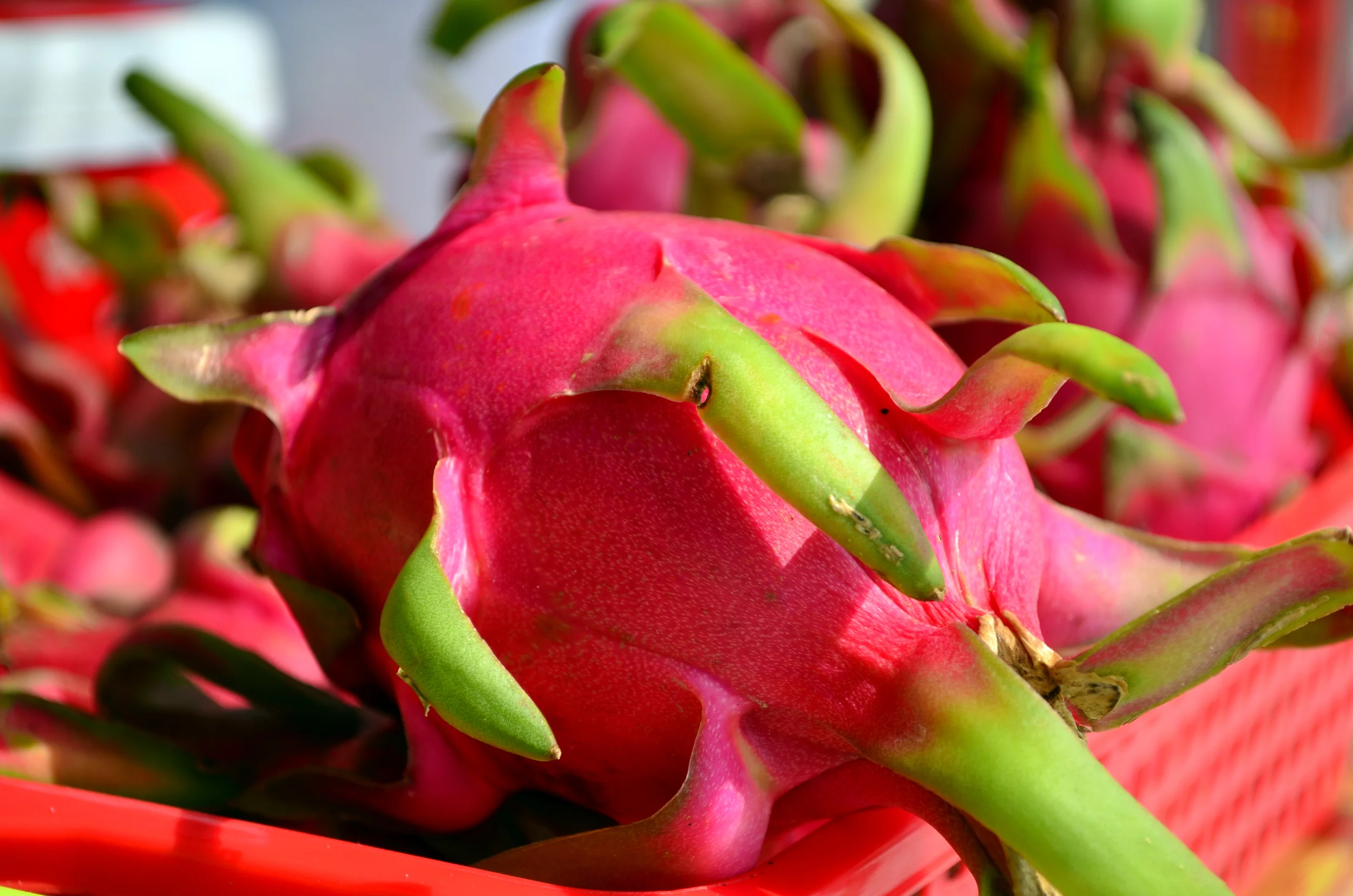 Dragon Fruit