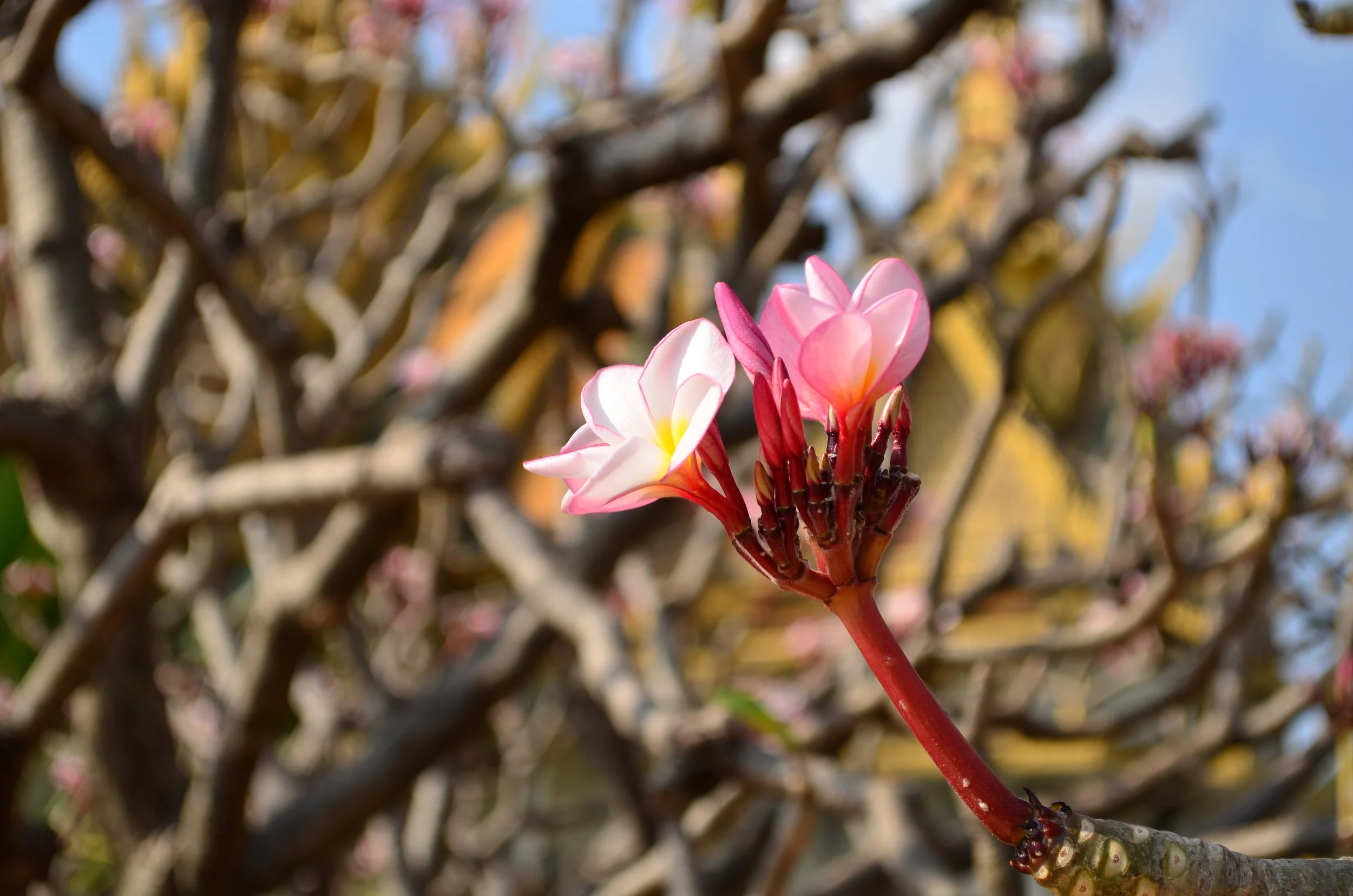 Flowers of Cambodia