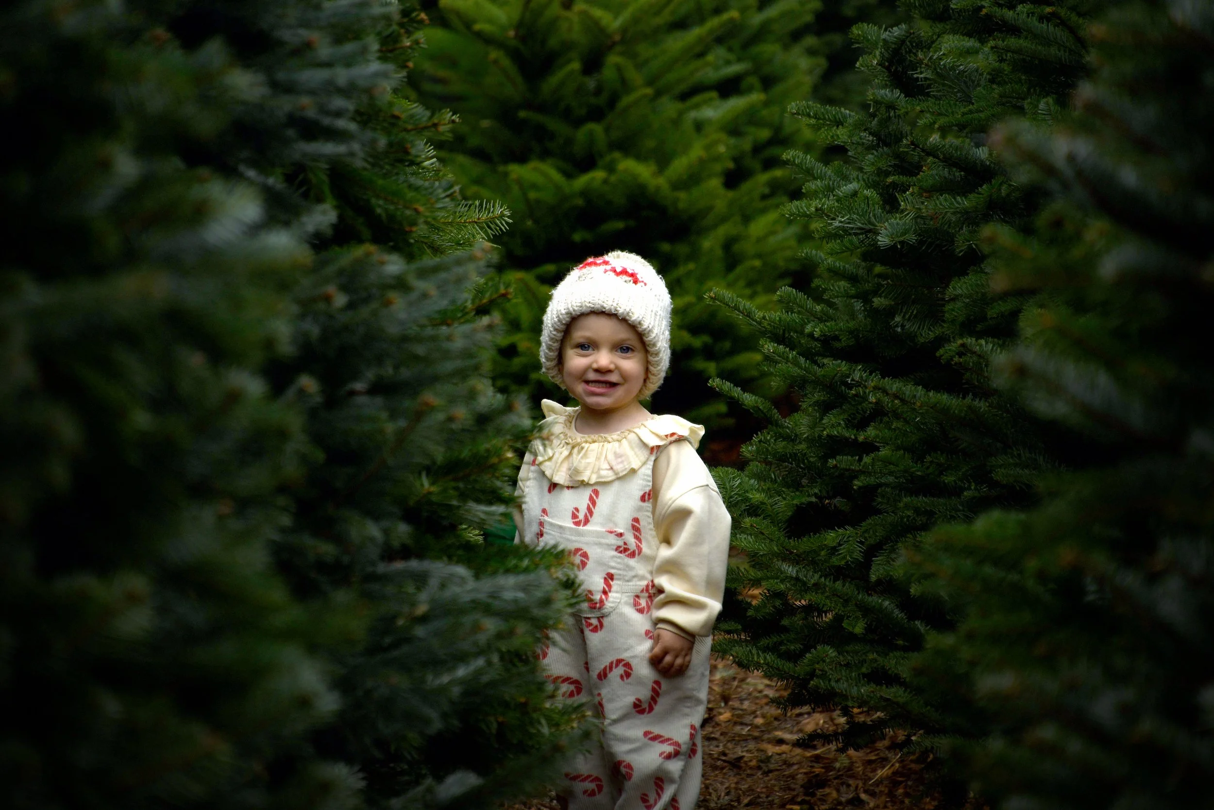 An Ode to The Christmas Tree