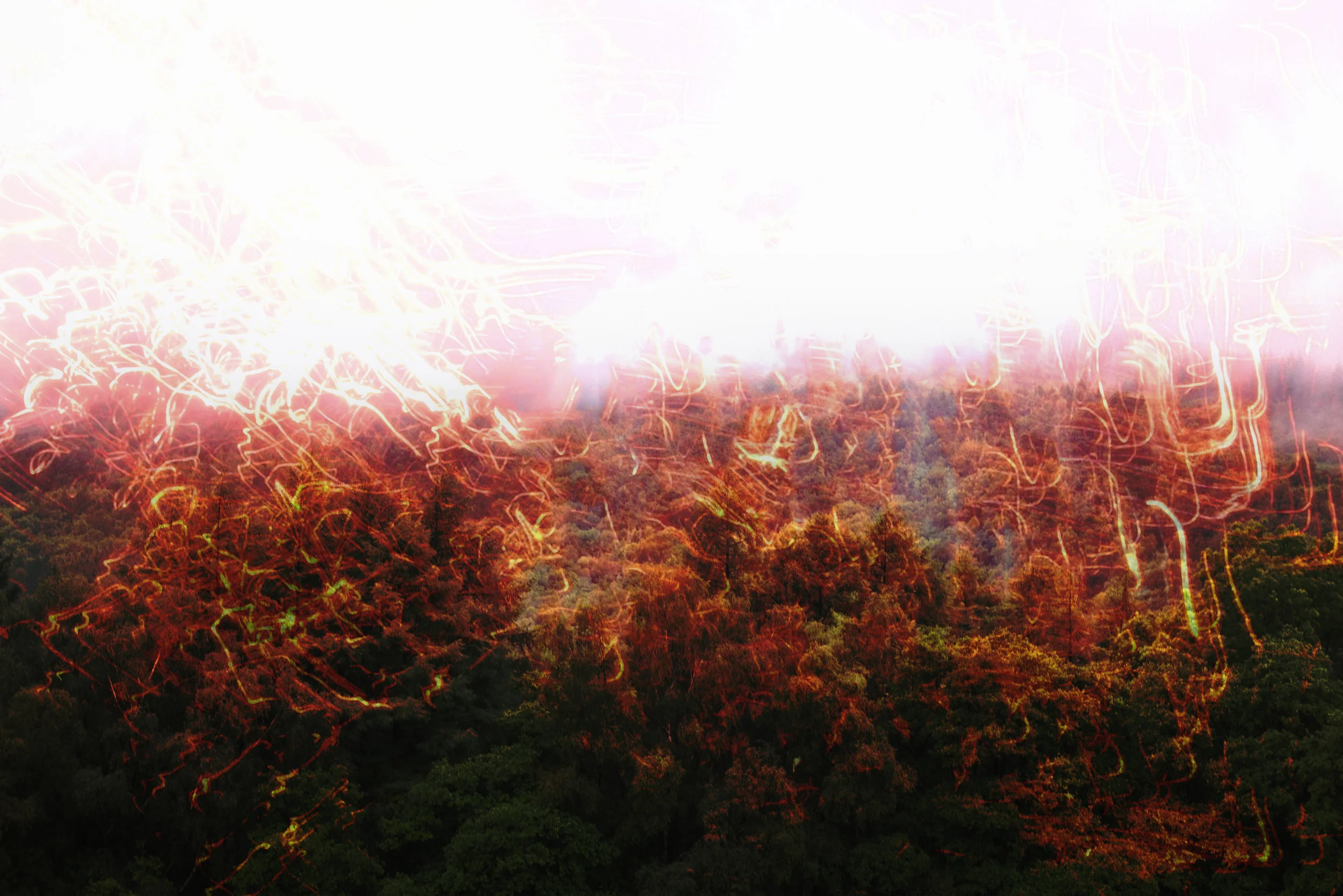 trees.jpg