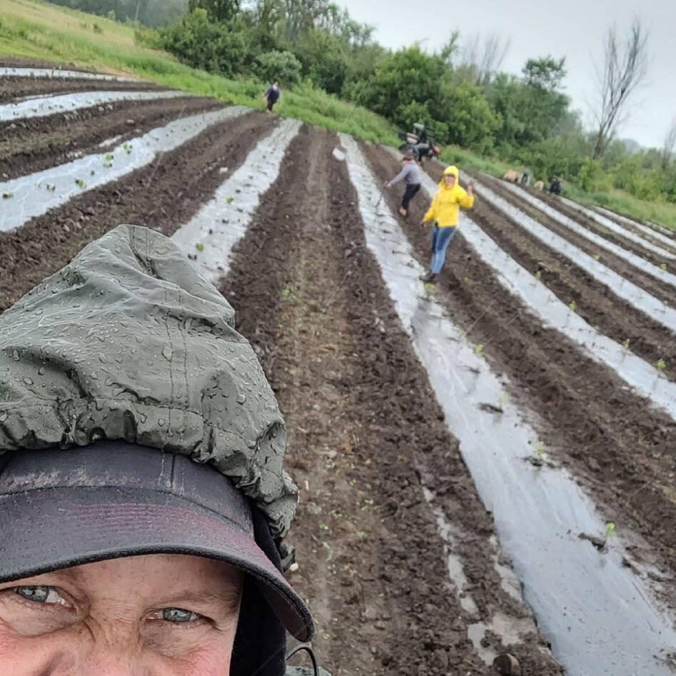 When the sun is shining you make hay, when it rains you help the vine grower plant her vines!! Was a very wet, very productive day!  Thanks to all our muddy helpers!  Awesome job...you&rsquo;re all truly fabulous...hoping you&rsquo;re warm and dry by