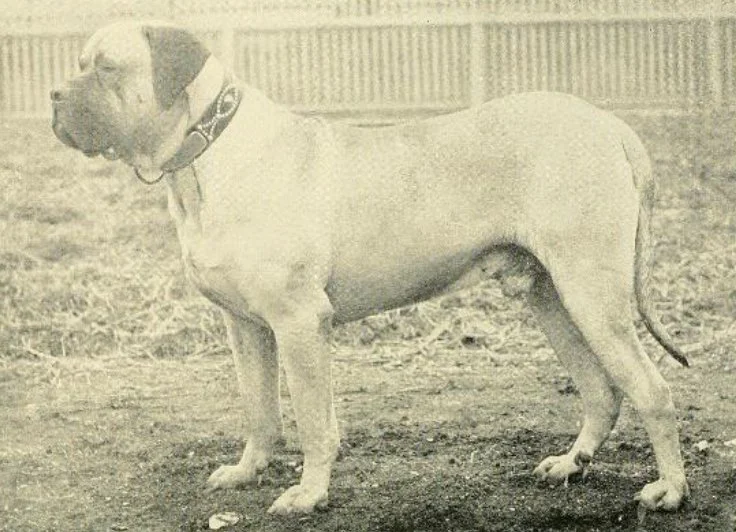 Tiger, the Santa Barbara Club House Dog