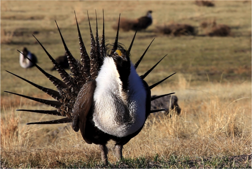 SageGrouse.png
