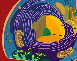 Cellular detox