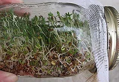 Sprouting for health and detox