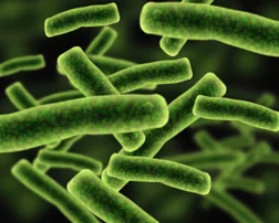 Bacterial Digestion