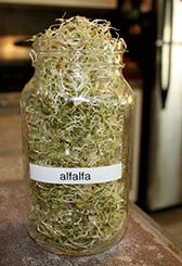 Sprouting Seeds