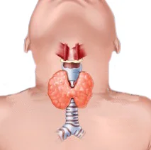 Fasting and the Thyroid Gland
