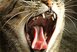 Animal teeth and diet