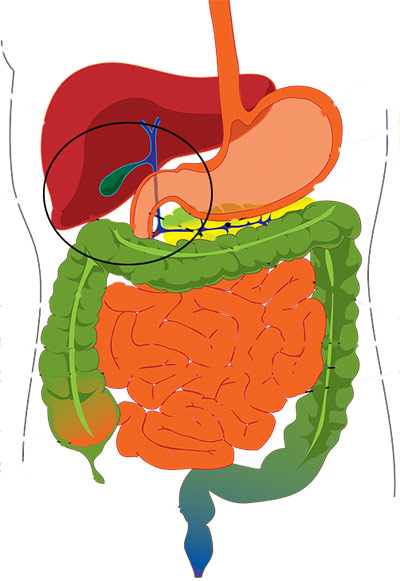 Gall Bladder and detox