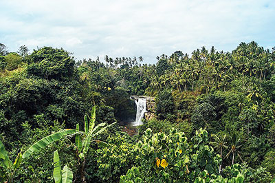 environmental detox
