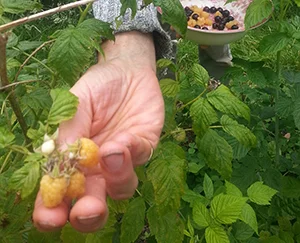 Yellow Raspberries