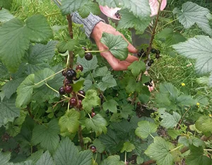Black currents