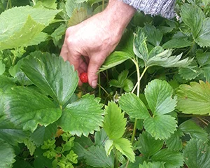 Strawberries