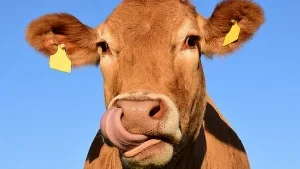cowpicking-nose.jpg