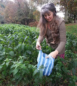 nettlespicking300.jpg